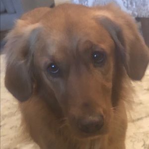 Meet your Posher, Susan